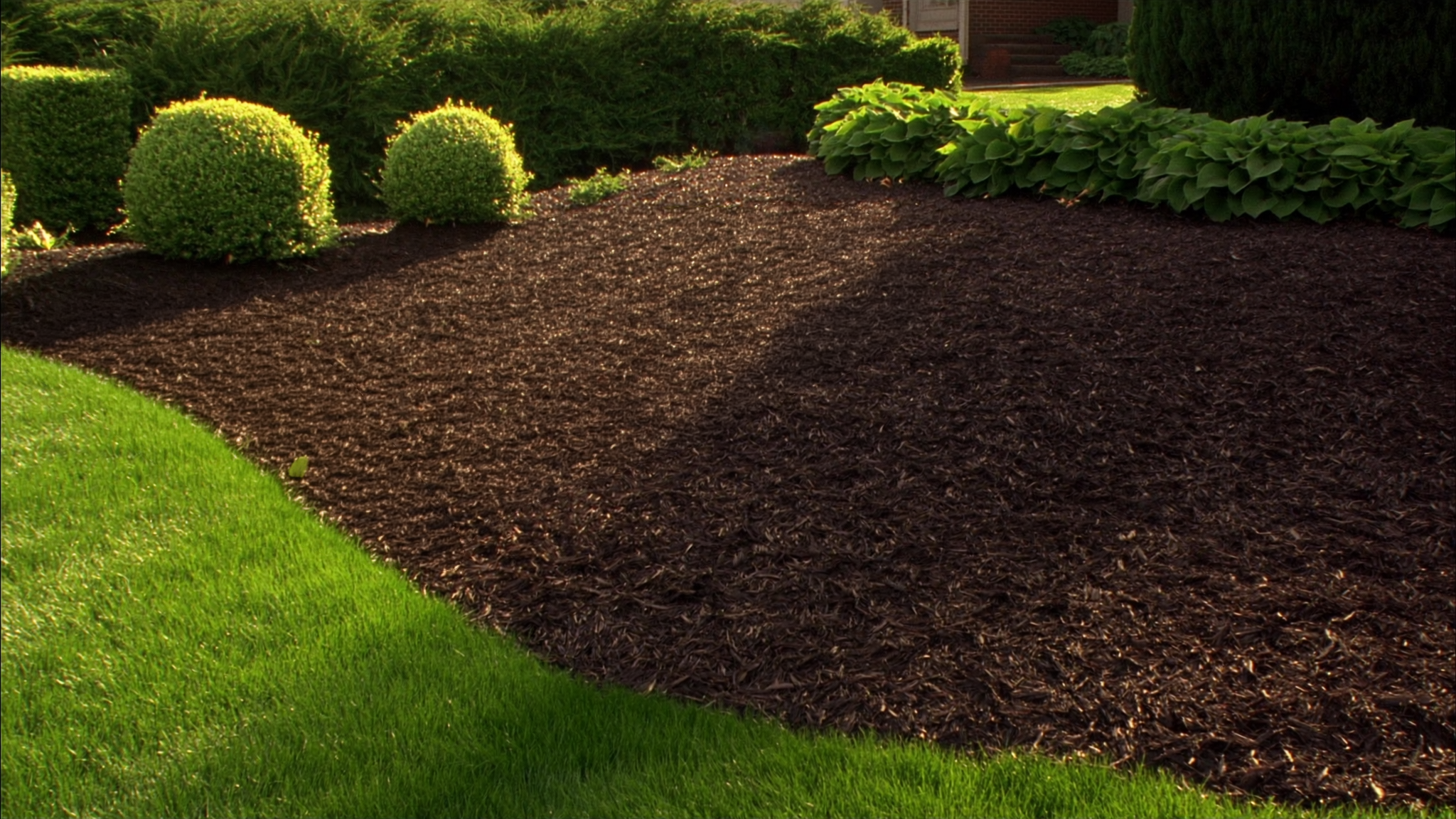 Rich dark fresh hardwood mulch installed in a curved garden bed tucked against trimmed boxwood spheres and hostas, with a crisp edged border meeting green lawn.