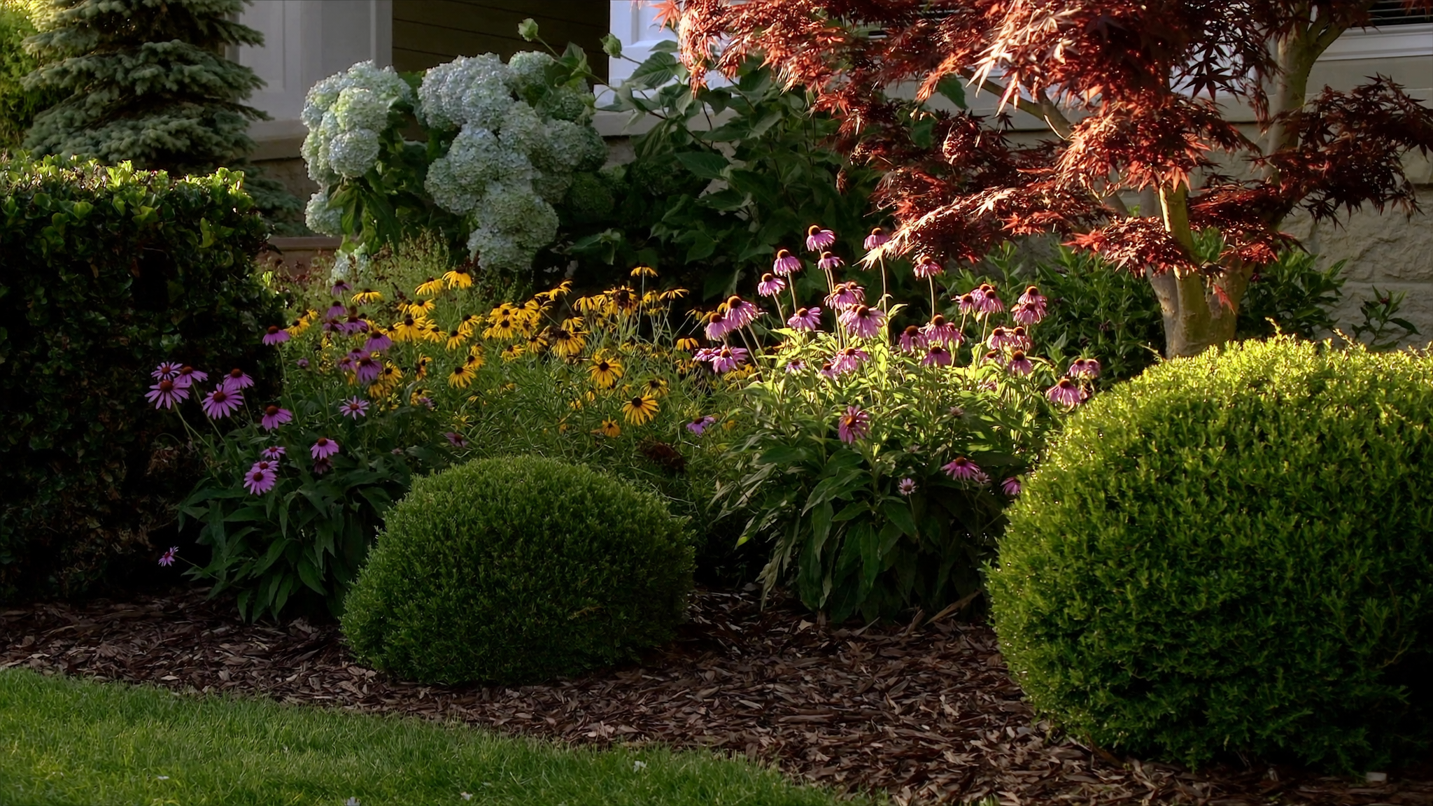 A traditional Northeast garden bed at golden hour with trimmed boxwood spheres at the front, native purple coneflowers and golden black-eyed Susans in bloom mid-bed, a white smooth hydrangea behind, and a young Japanese maple with deep burgundy leaves rising in the background.
