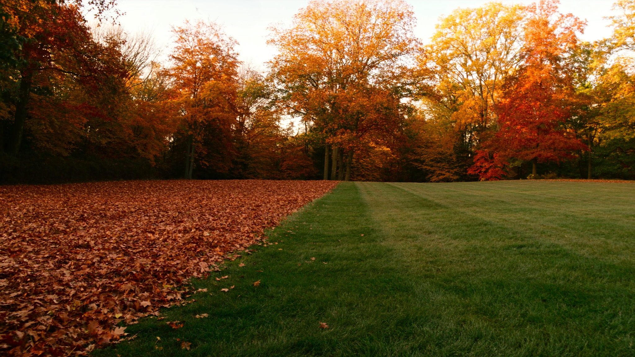 Split-frame view of a residential lawn in autumn — a thick blanket of fallen leaves on one side, freshly cleared and raked green lawn on the other, mature trees in peak autumn color in the background.